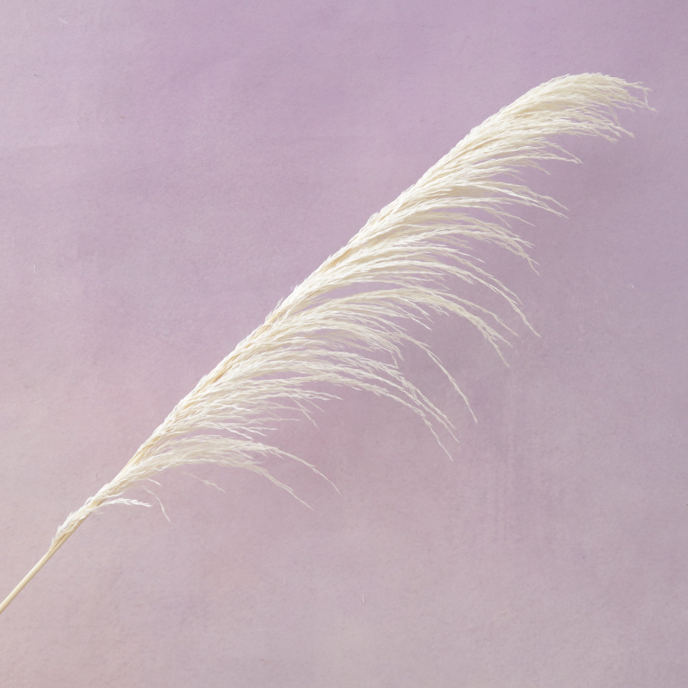 One Side Hanging Pampas Creamy White