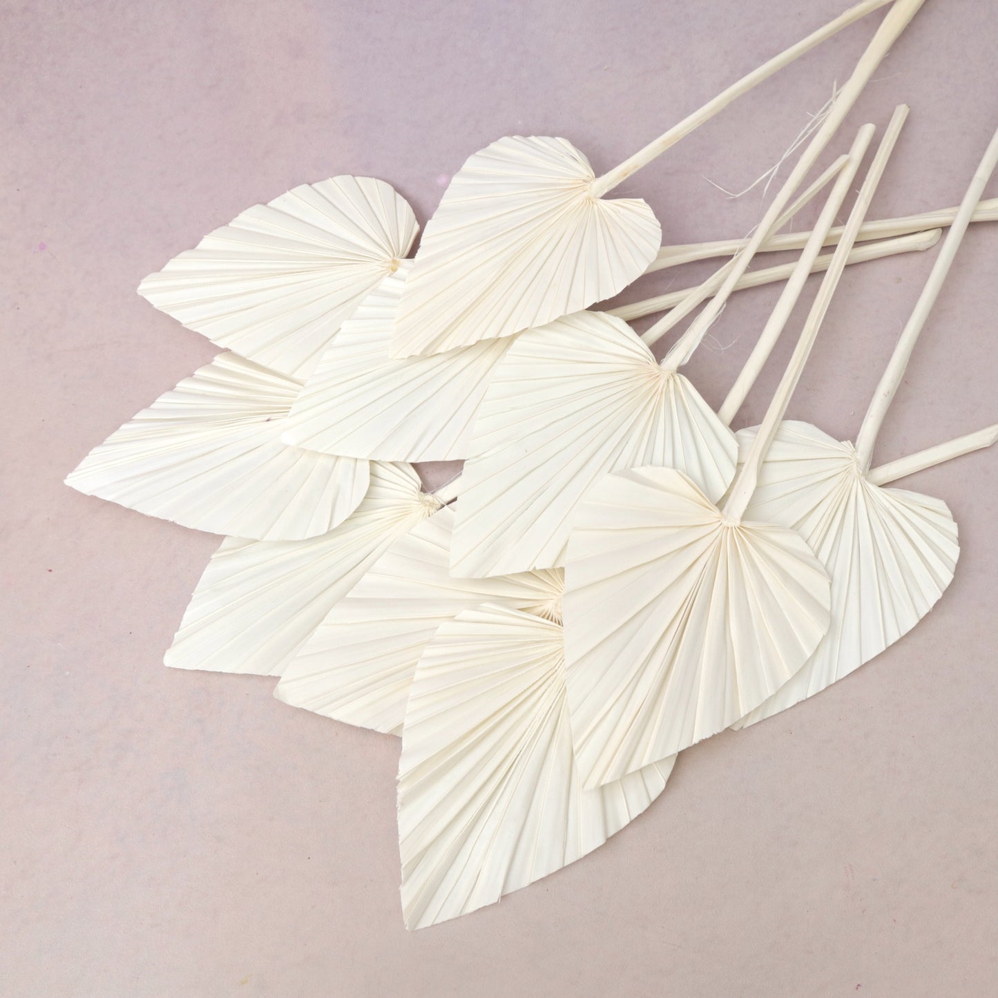 10 of Palm Leaf Small Bleached Ivory