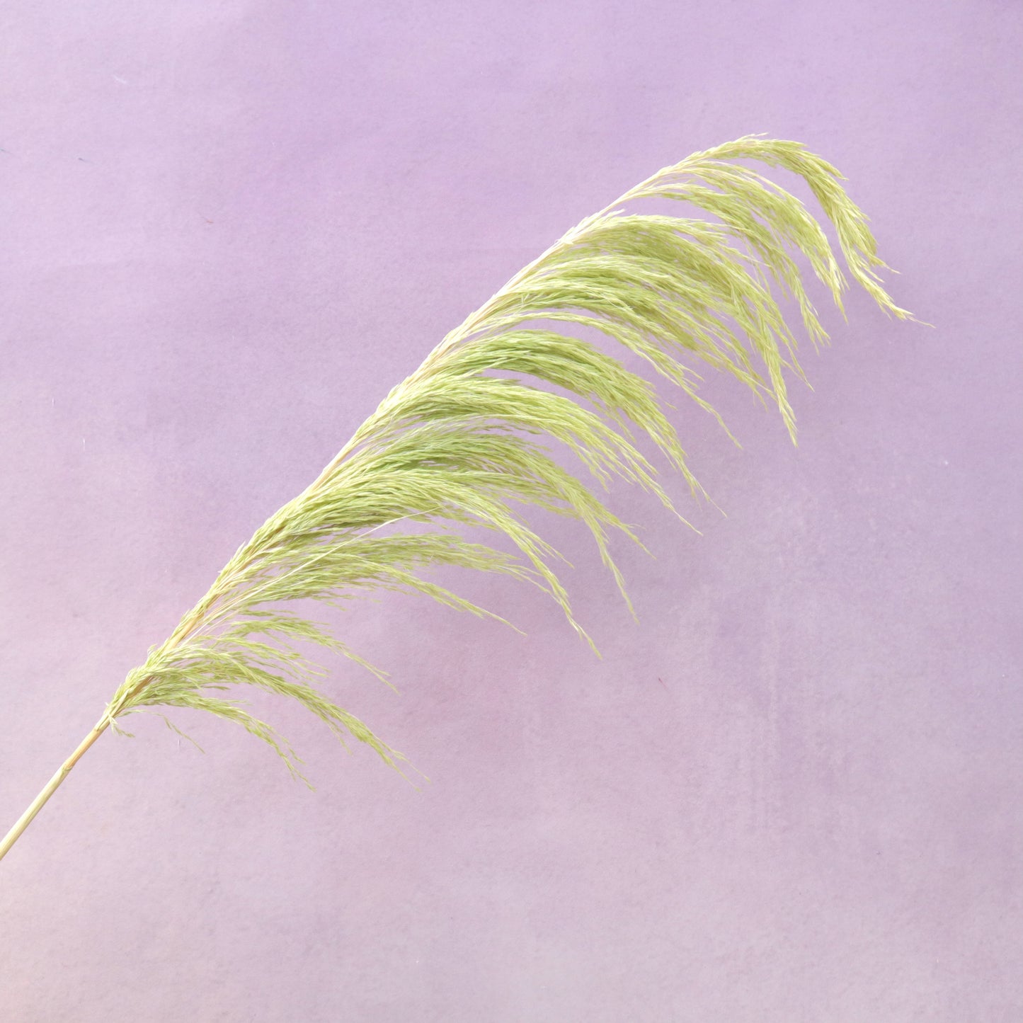 One Side Hanging Pampas Lime