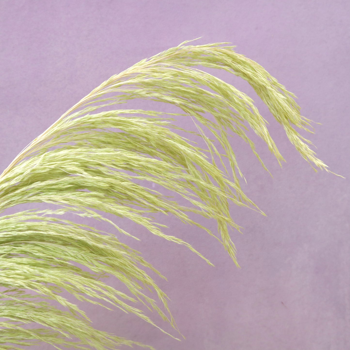 One Side Hanging Pampas Lime