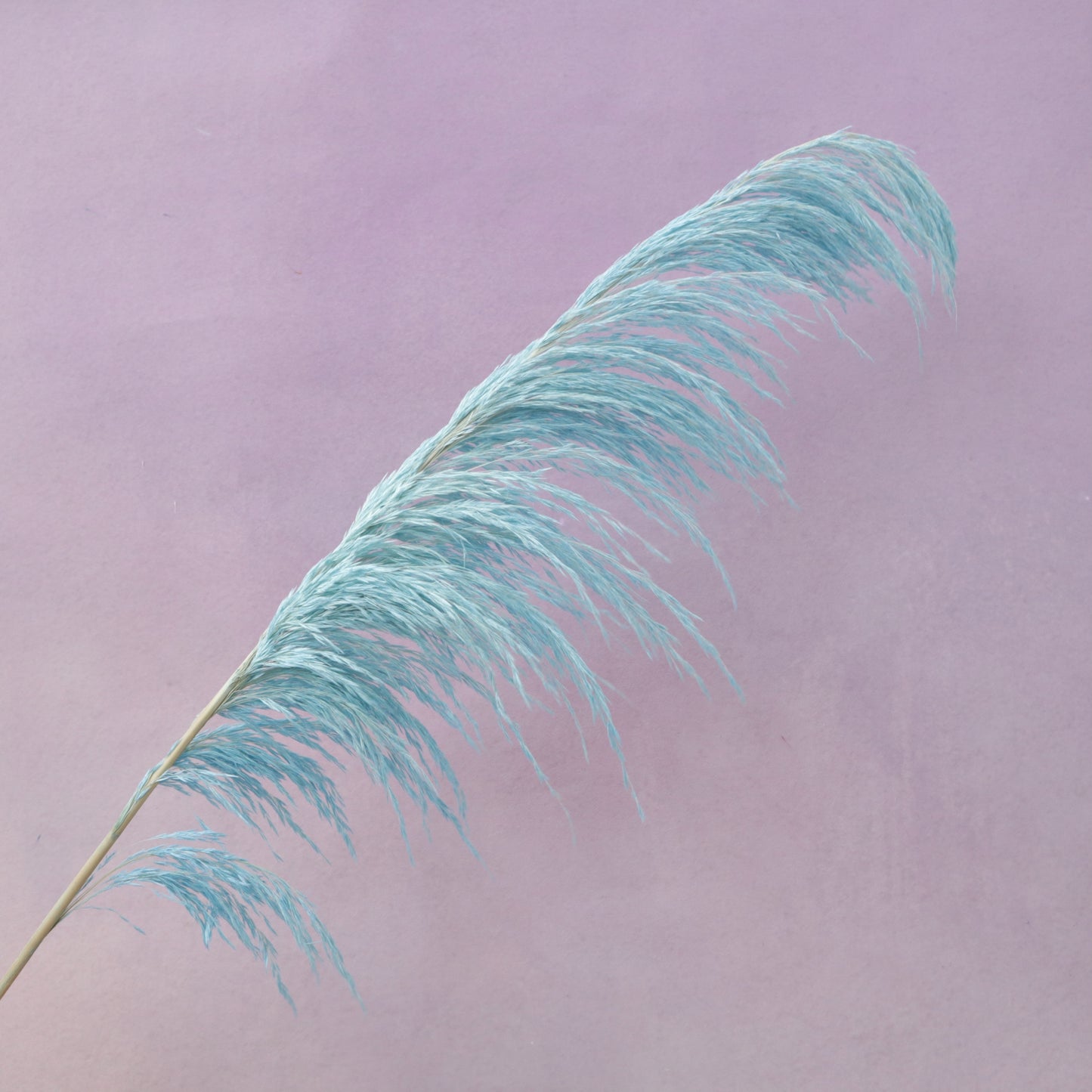 One Side Hanging Pampas Blue