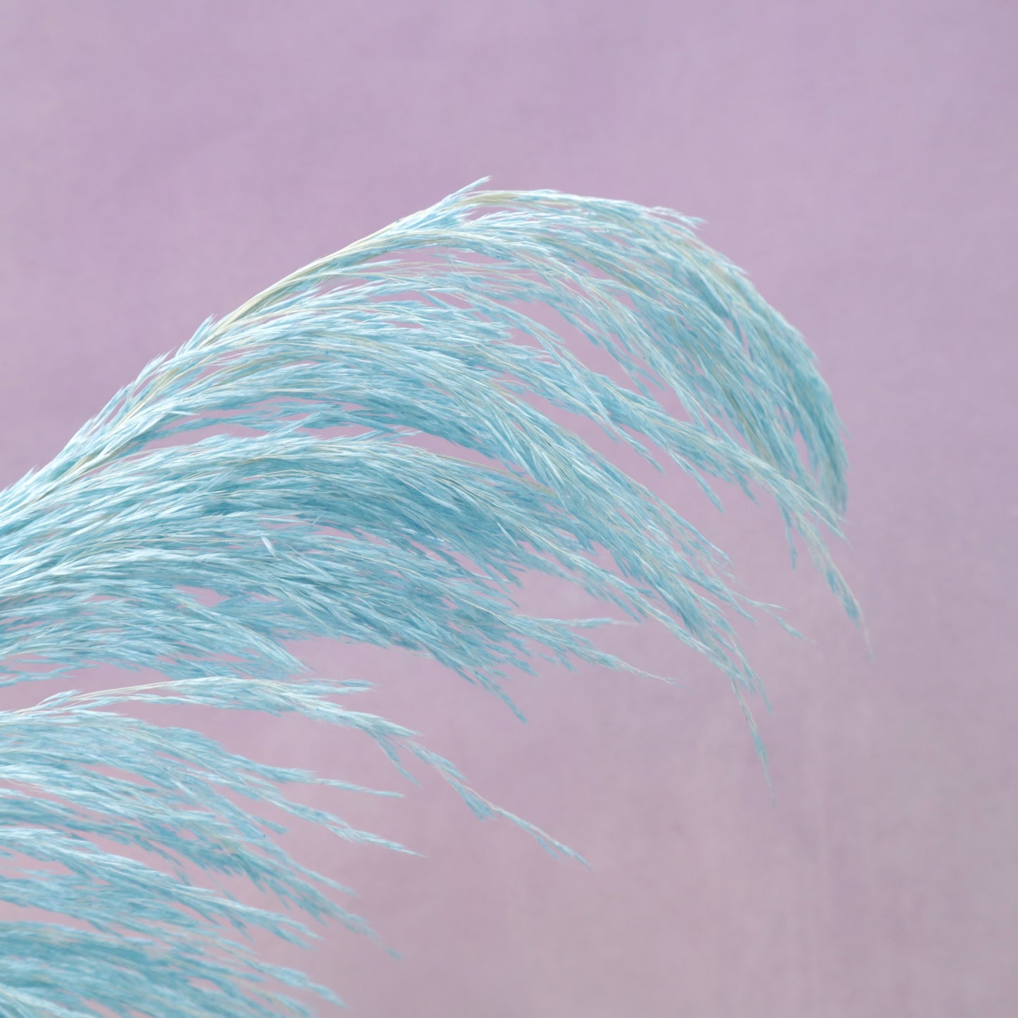 One Side Hanging Pampas Blue