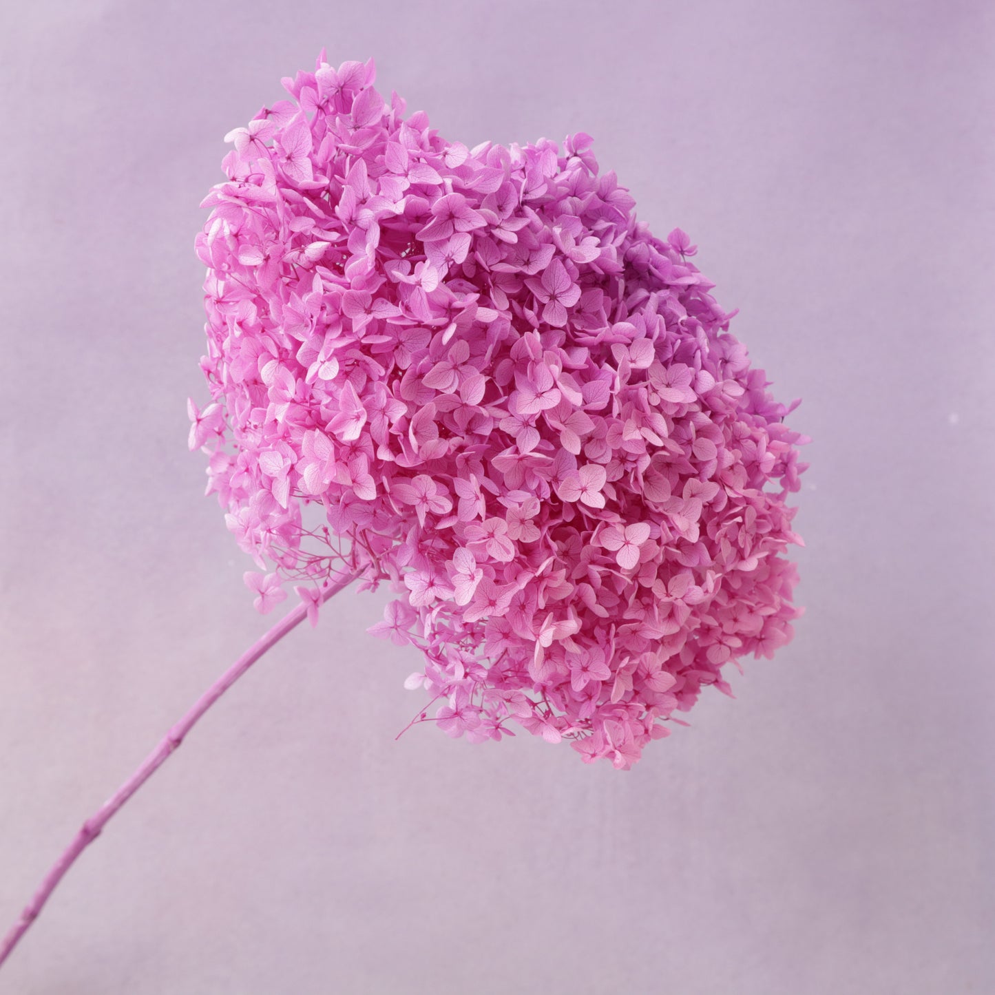 Annabelle Hydrangea Ombré Fuchsia