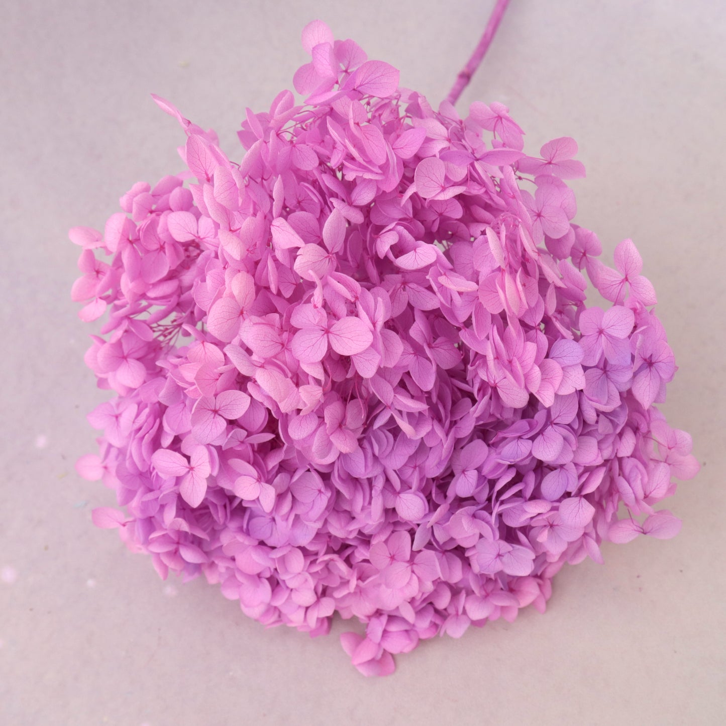 Annabelle Hydrangea Ombré Fuchsia