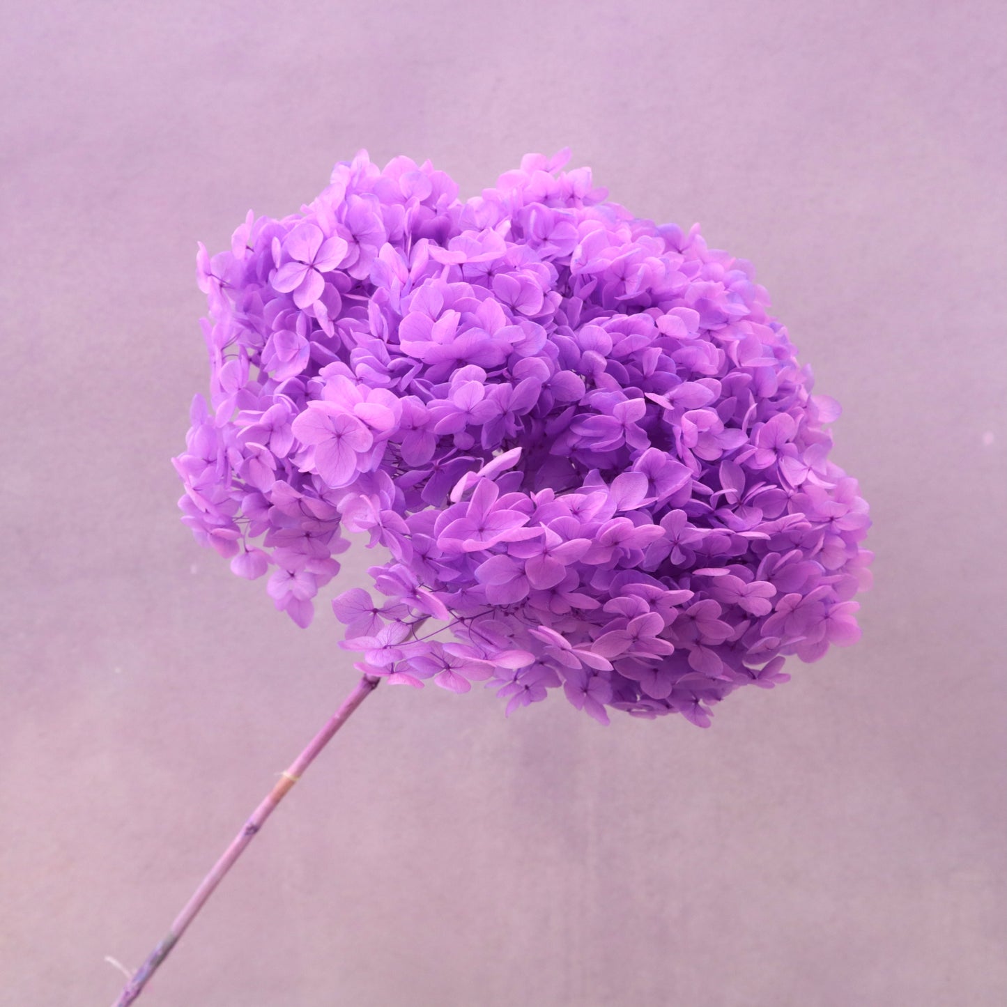 Annabelle Hydrangea Neon Purple