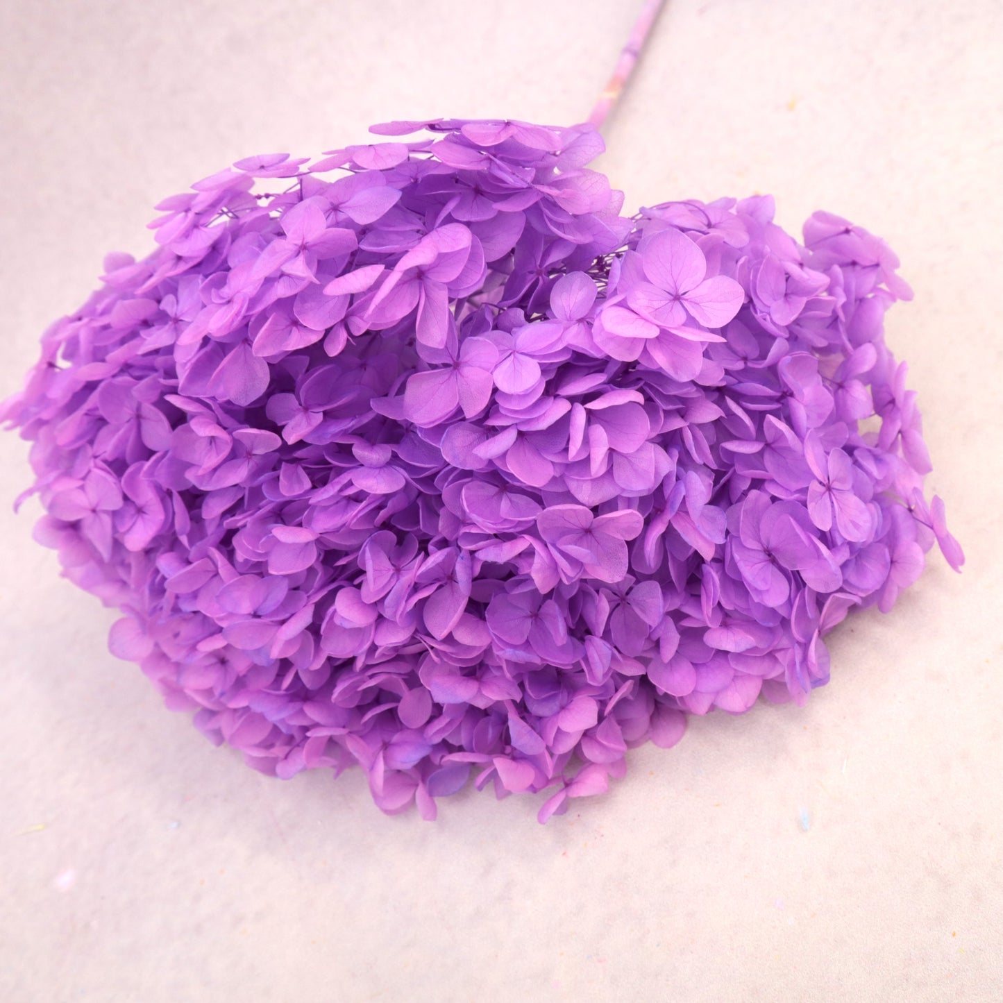 Annabelle Hydrangea Neon Purple