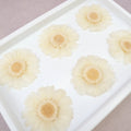 Gerbera Daisy White