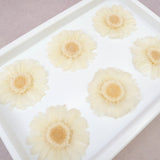 Gerbera Daisy White