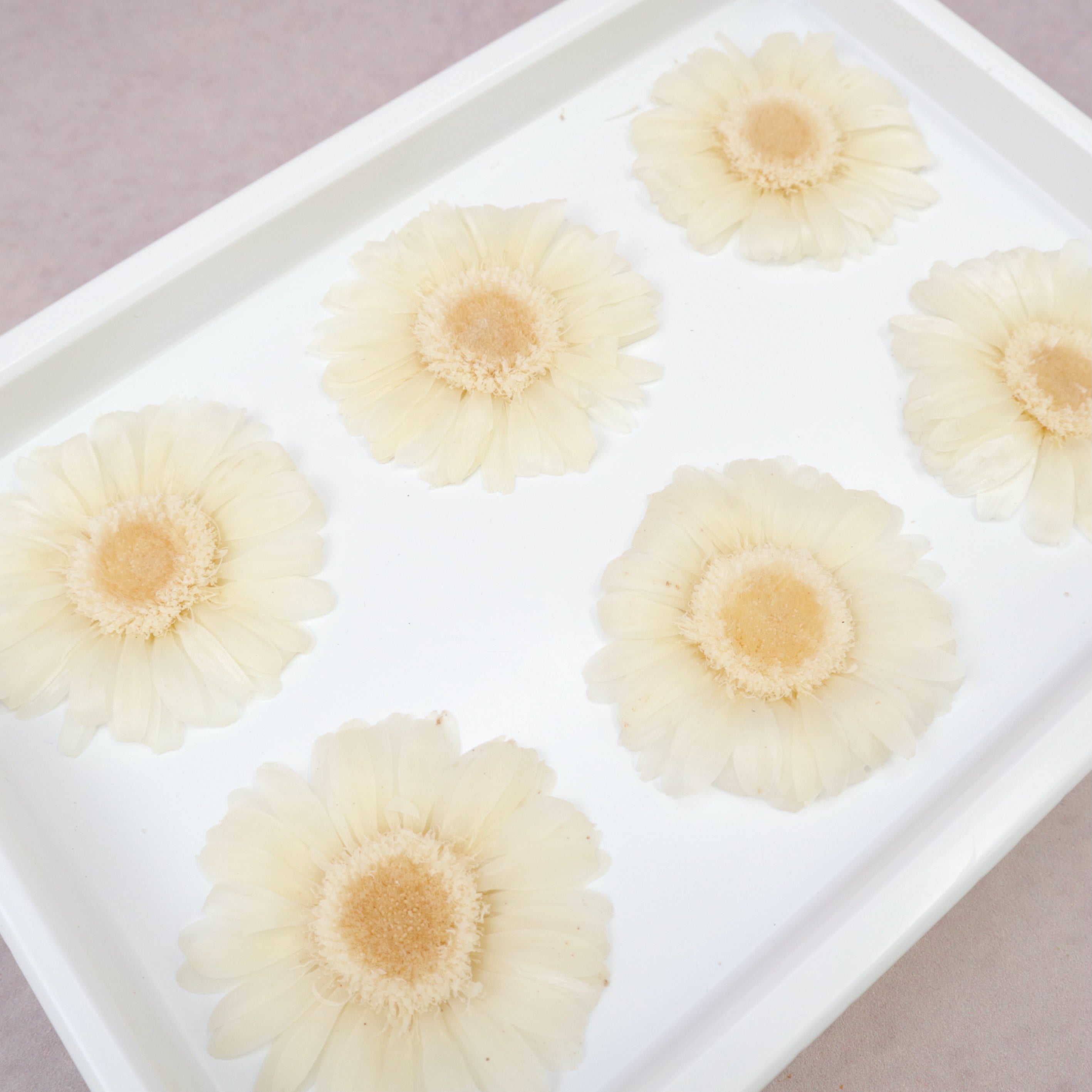 Gerbera Daisy White