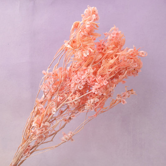 Dodonaea Pink