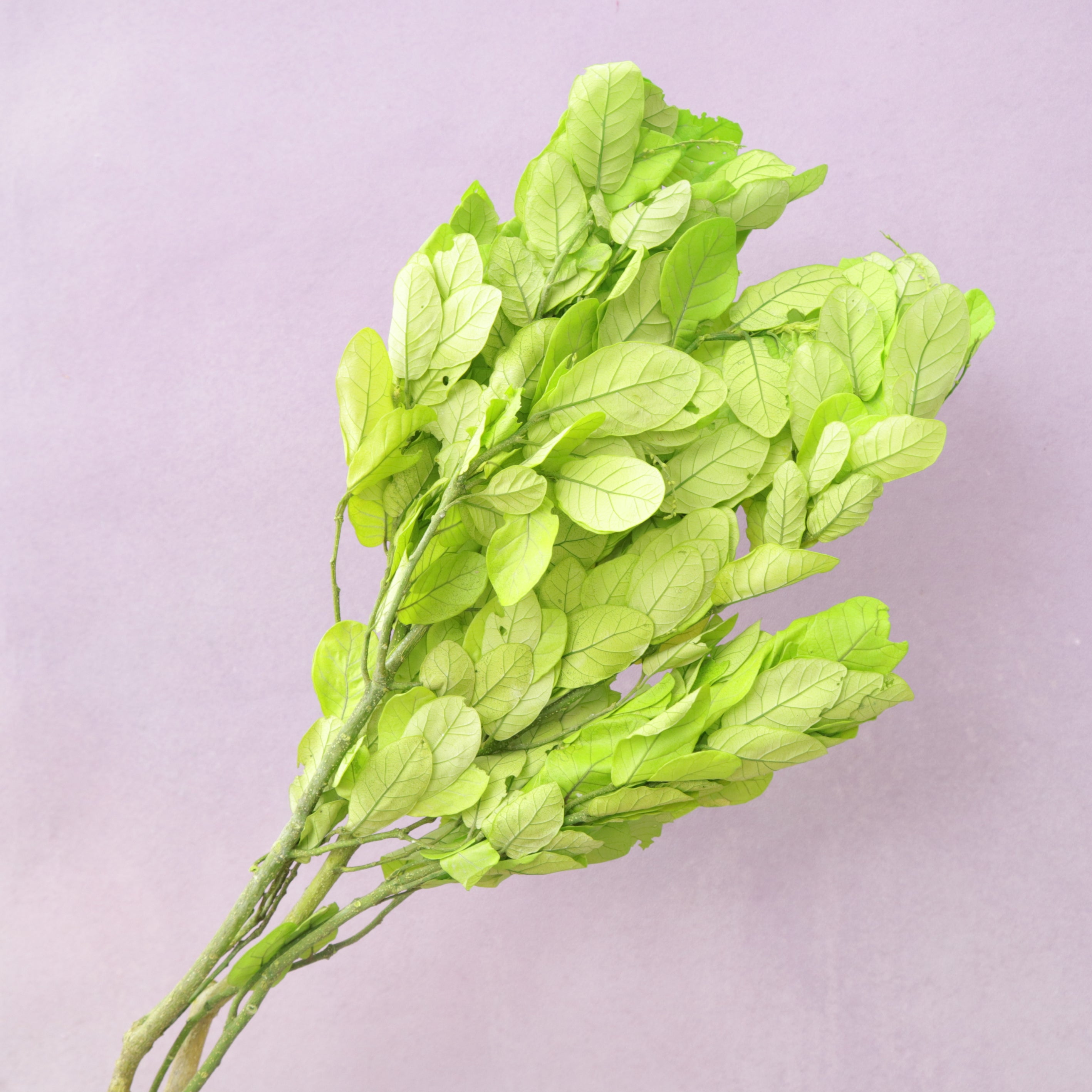 Beech Leaves Lime Green