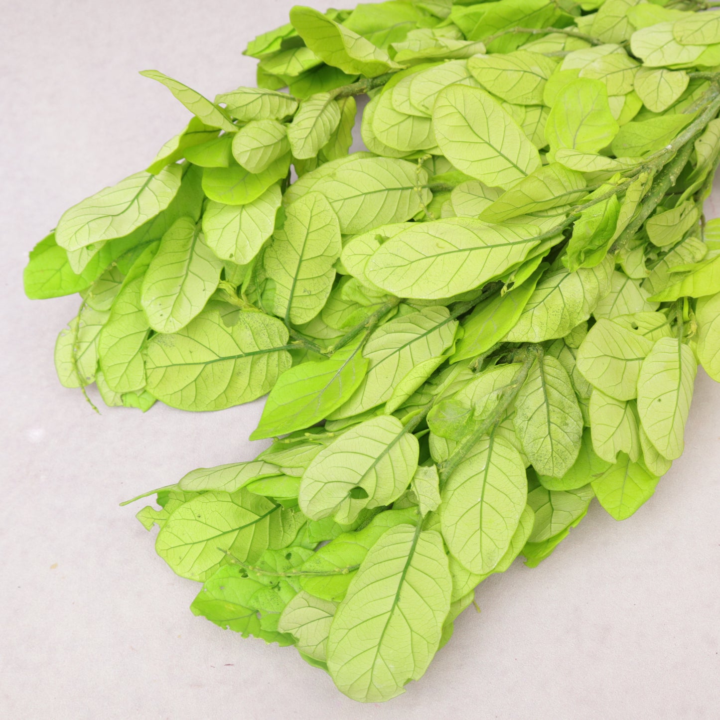 Beech Leaves Lime Green