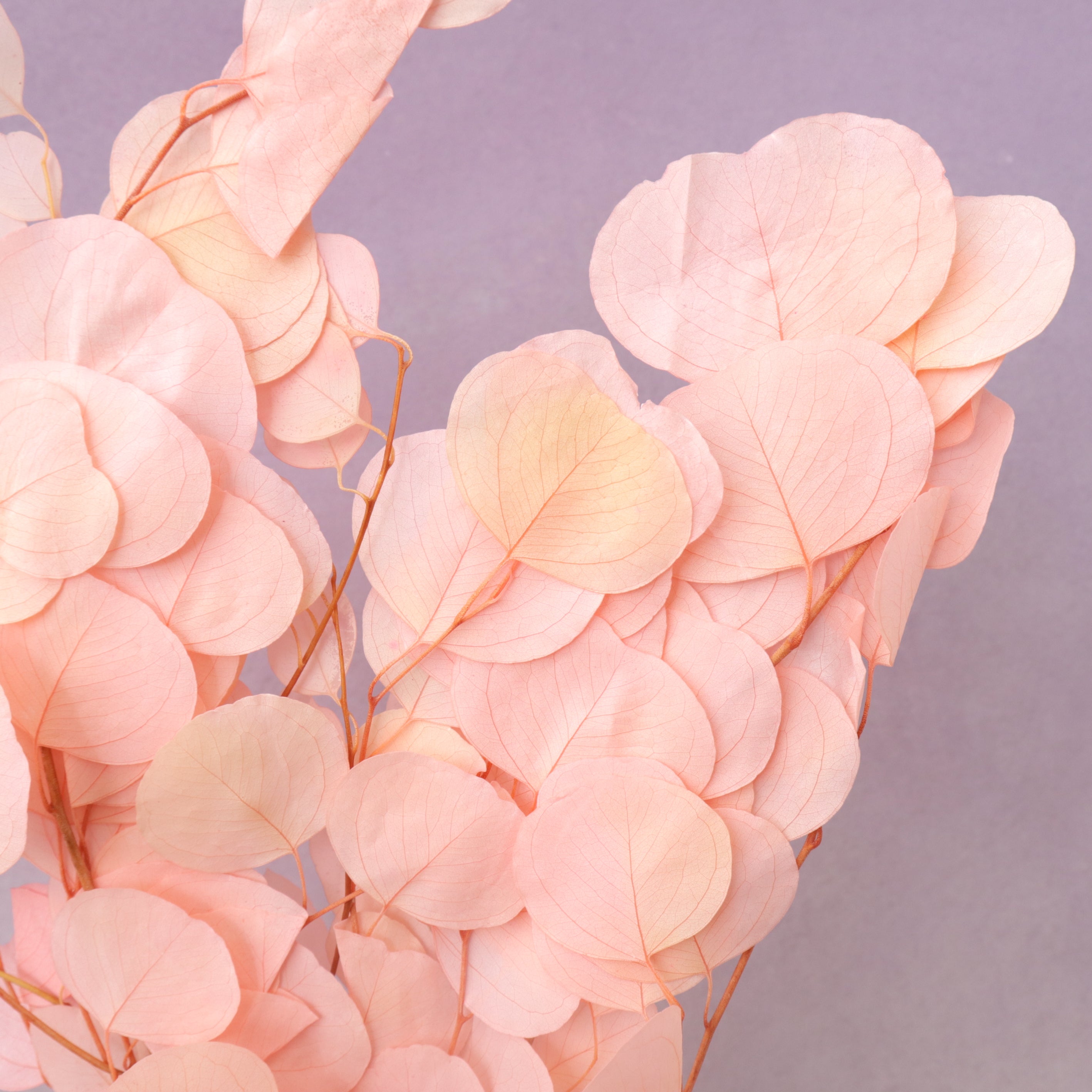 Poly Gum Pink