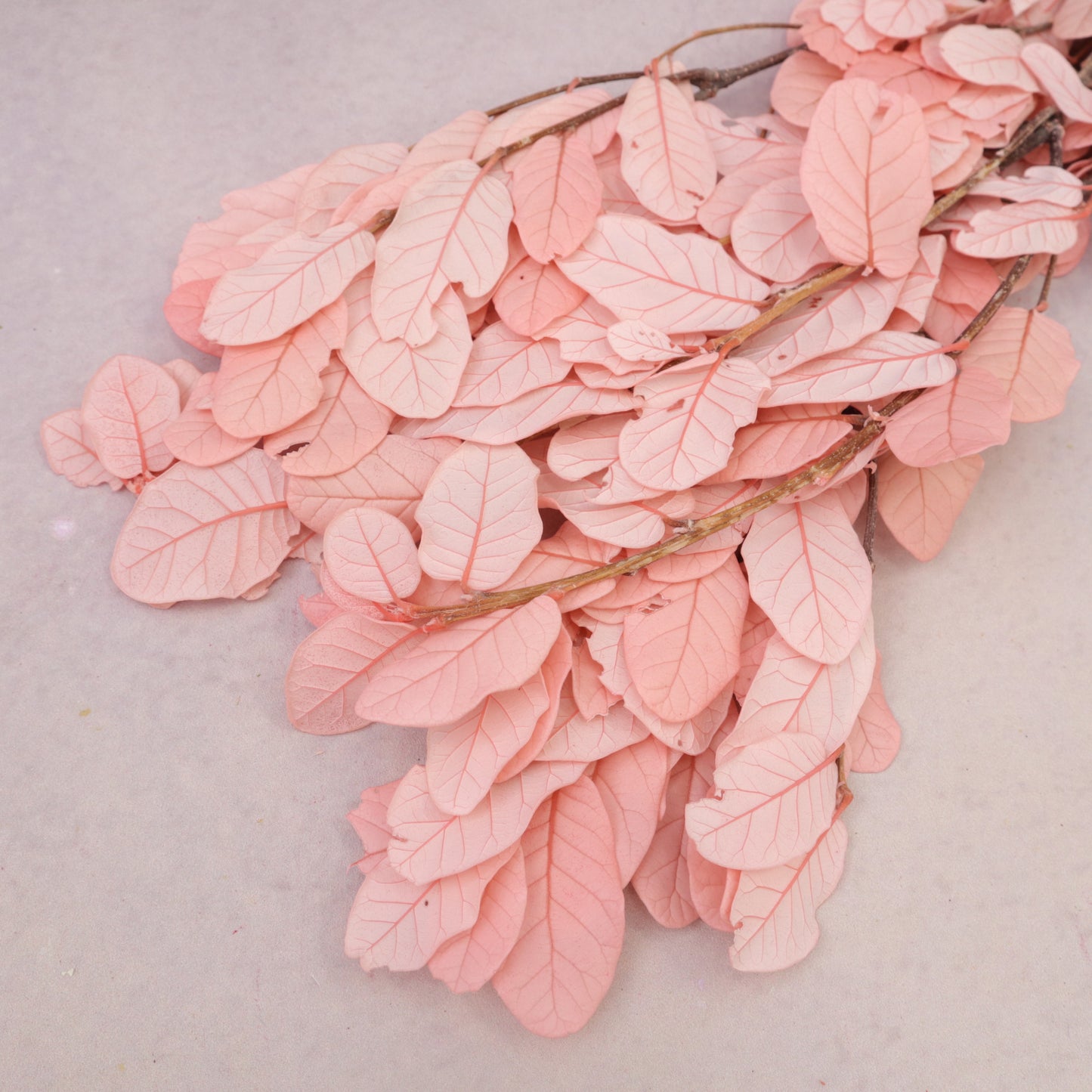 Beech Leaves Pink