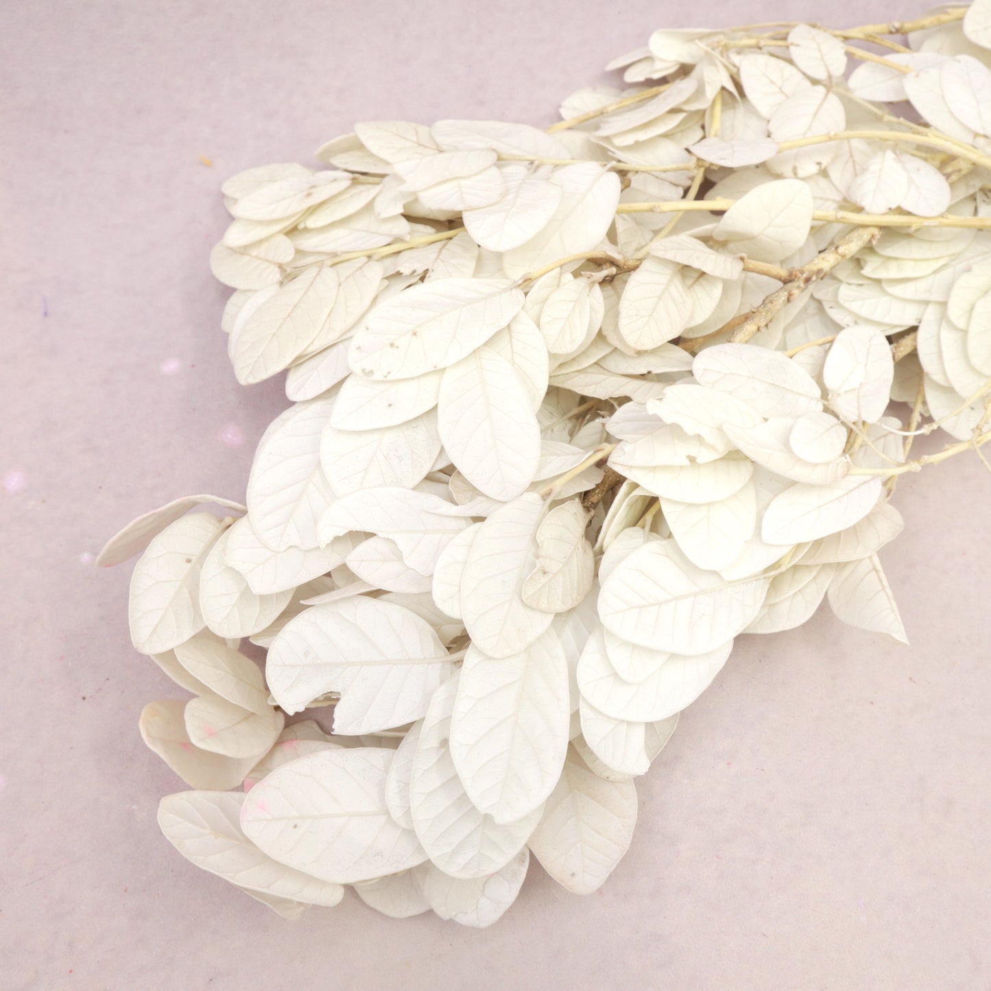 Beech Leaves Off White