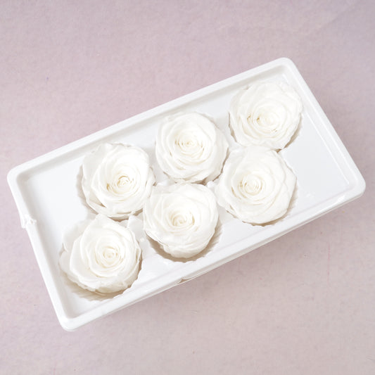 Rose White 6 heads