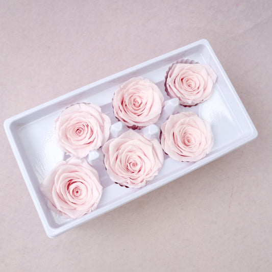 Rose Baby Pink 6 heads