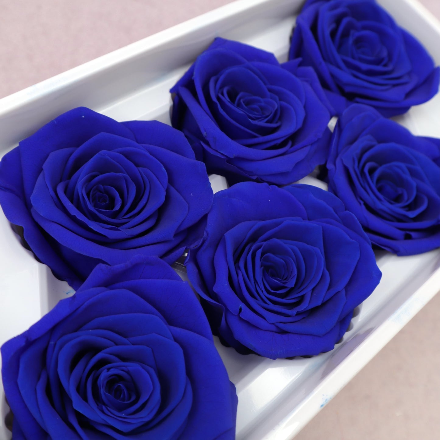 Rose Royal Blue 6 Heads