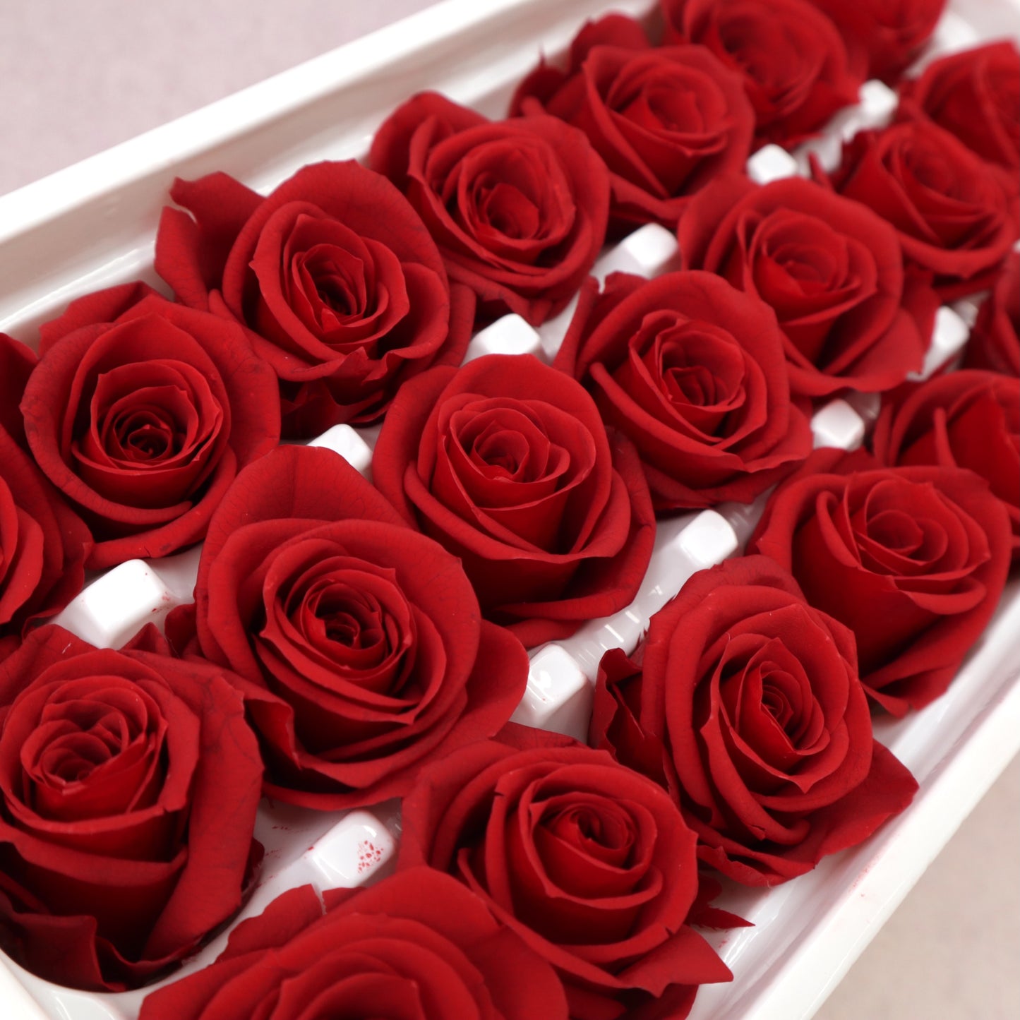 Rose Red 21 heads