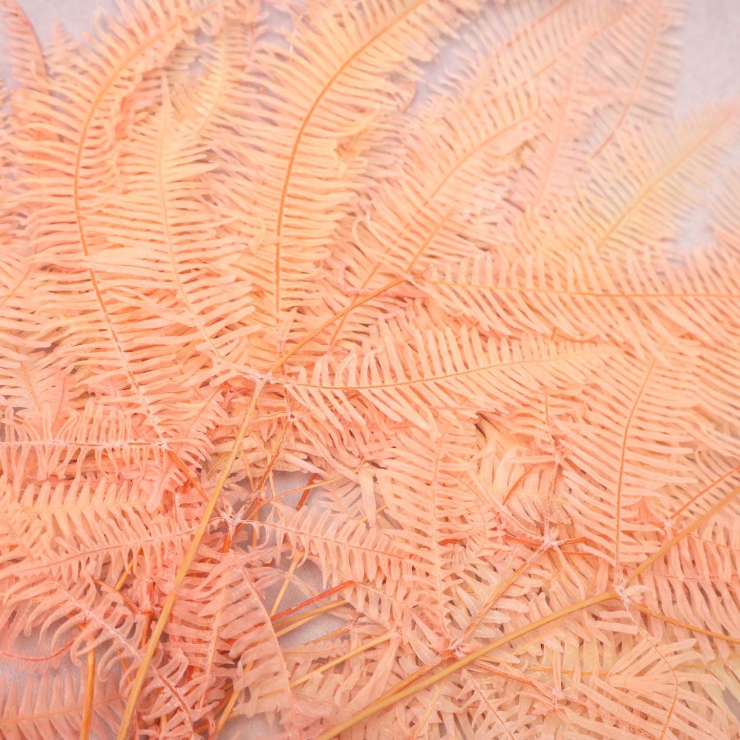 Mountain Fern Ombré Peach