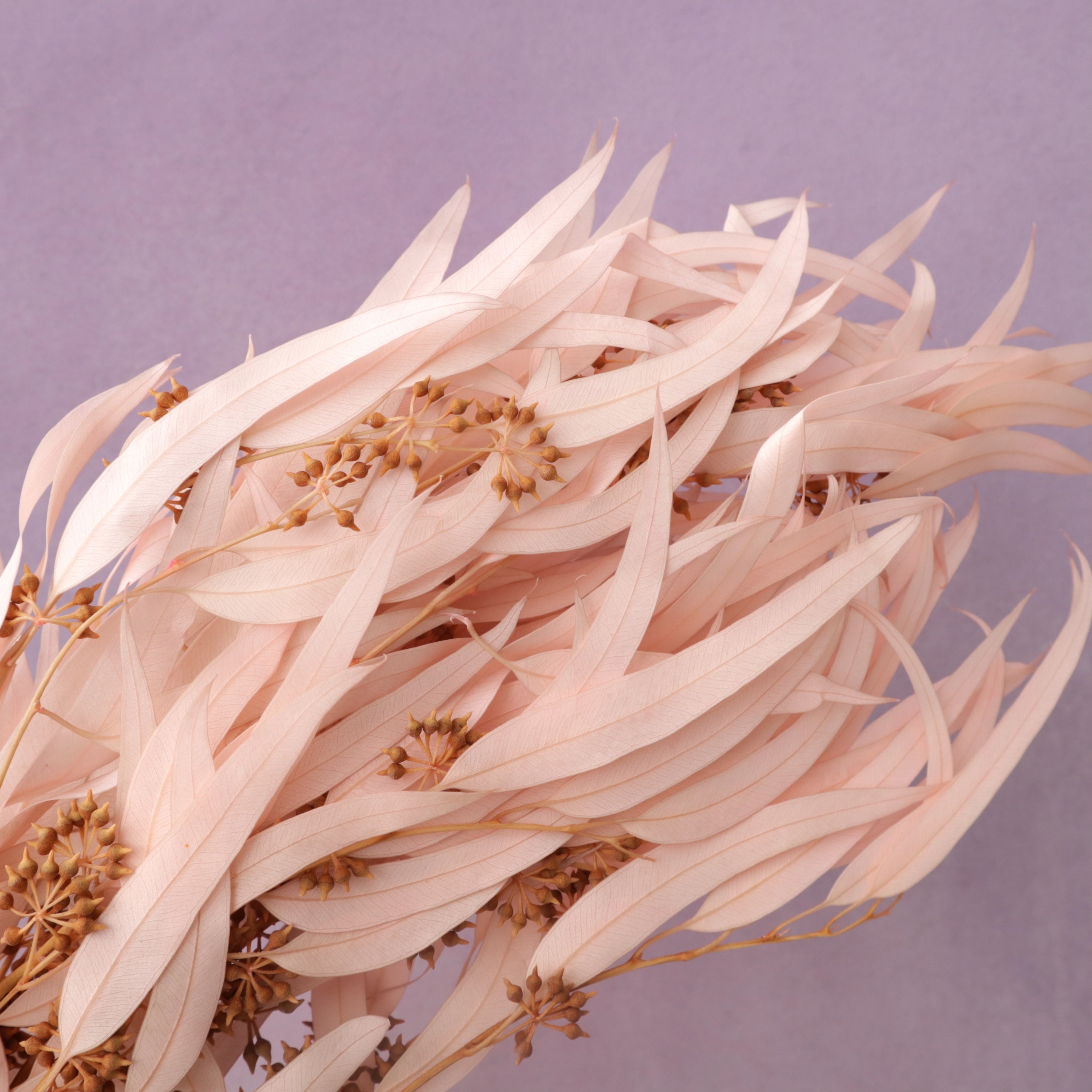 Seeded Gum Pink