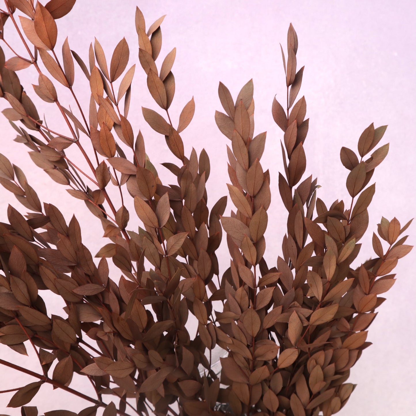 Parvifolia Eucalyptus Rust