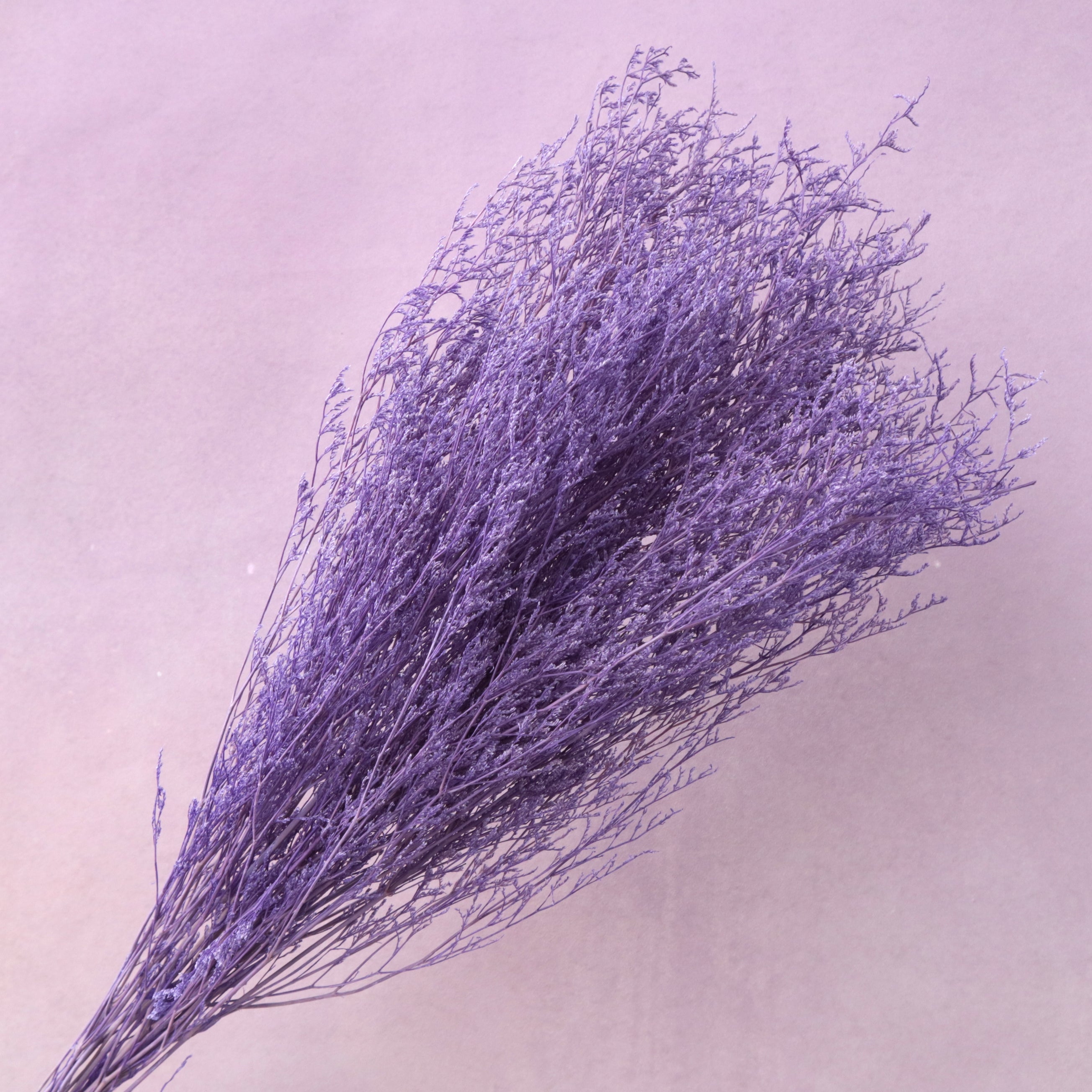 Misty Bleached Purple