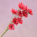 Handmade Daisy Red