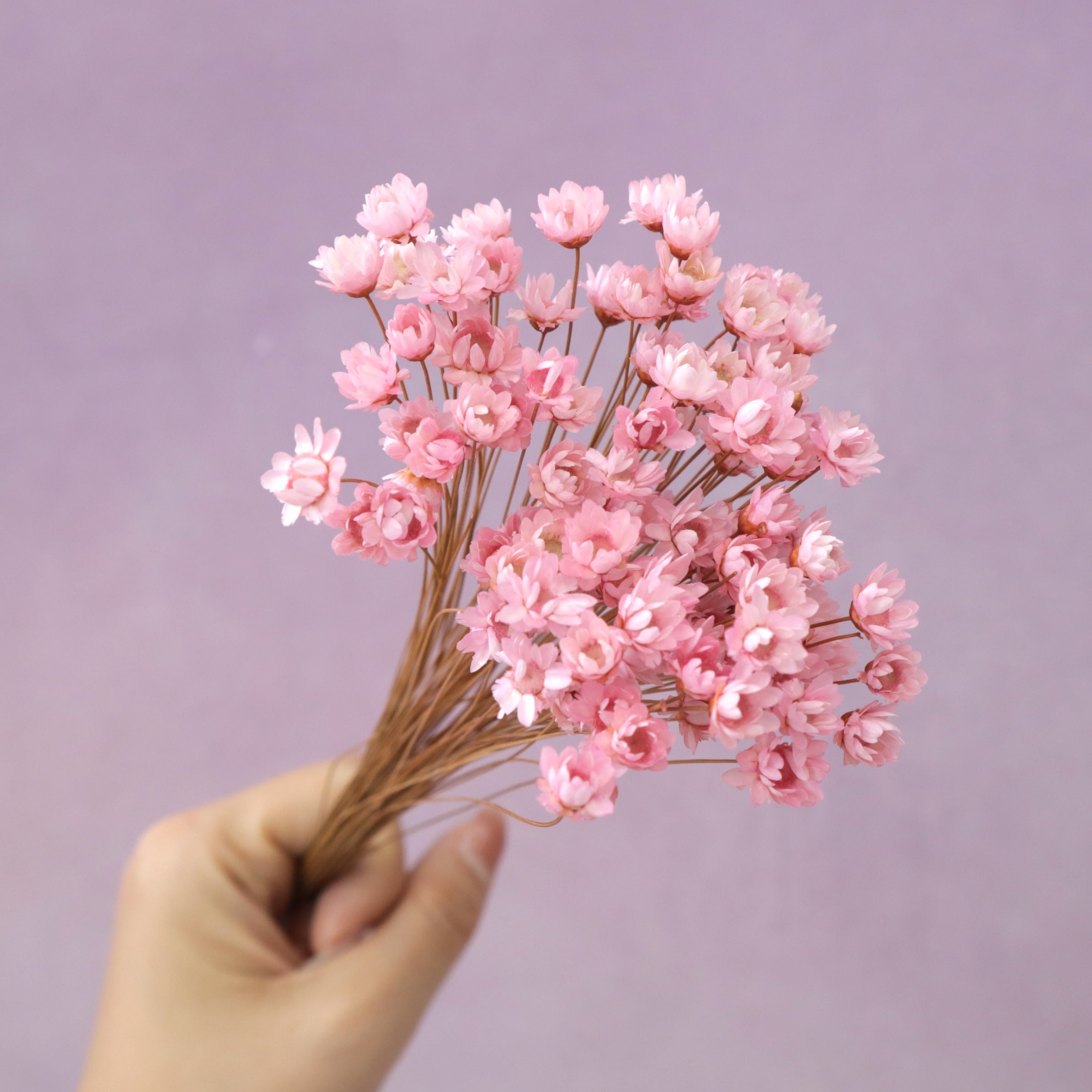 Star Flower Pink