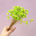 Star Flower Lime