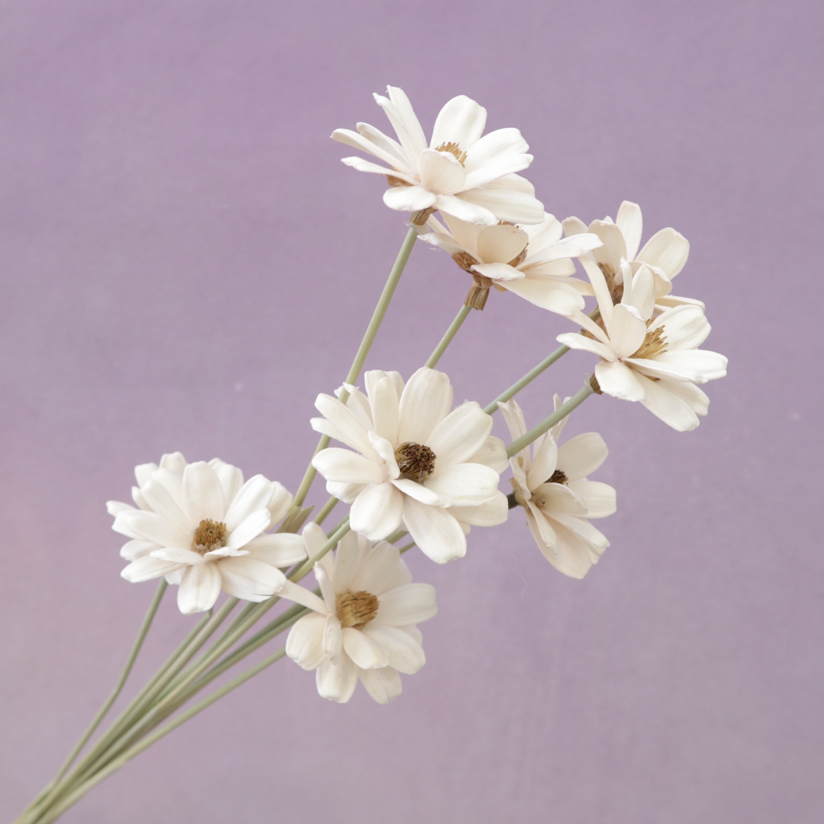 Handmade Daisy White