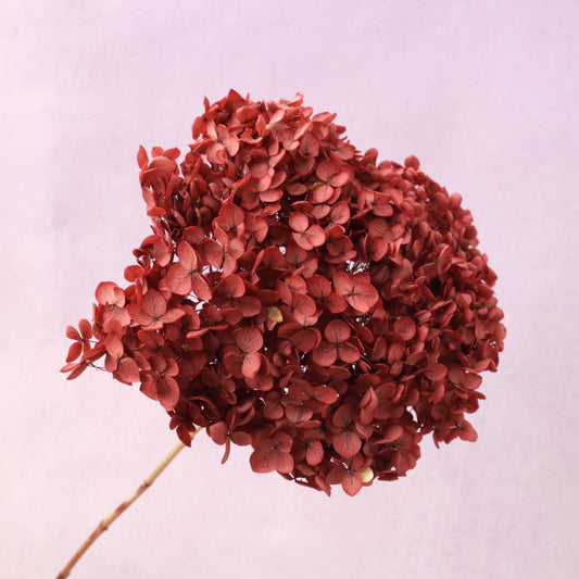 Annabelle Hydrangea Vintage Red