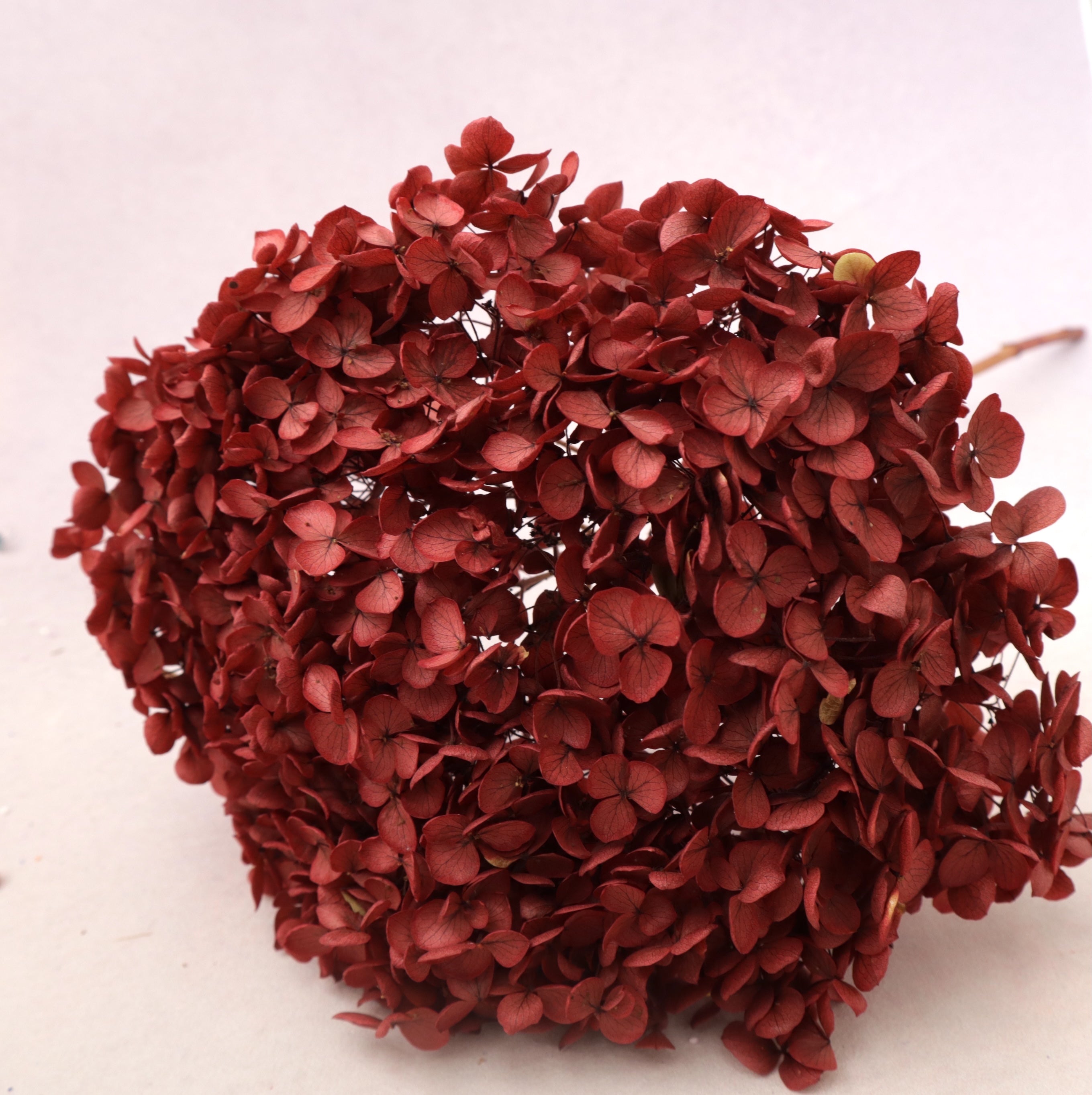 Annabelle Hydrangea Vintage Red