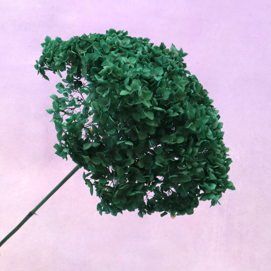 Annabelle Hydrangea Forest Green