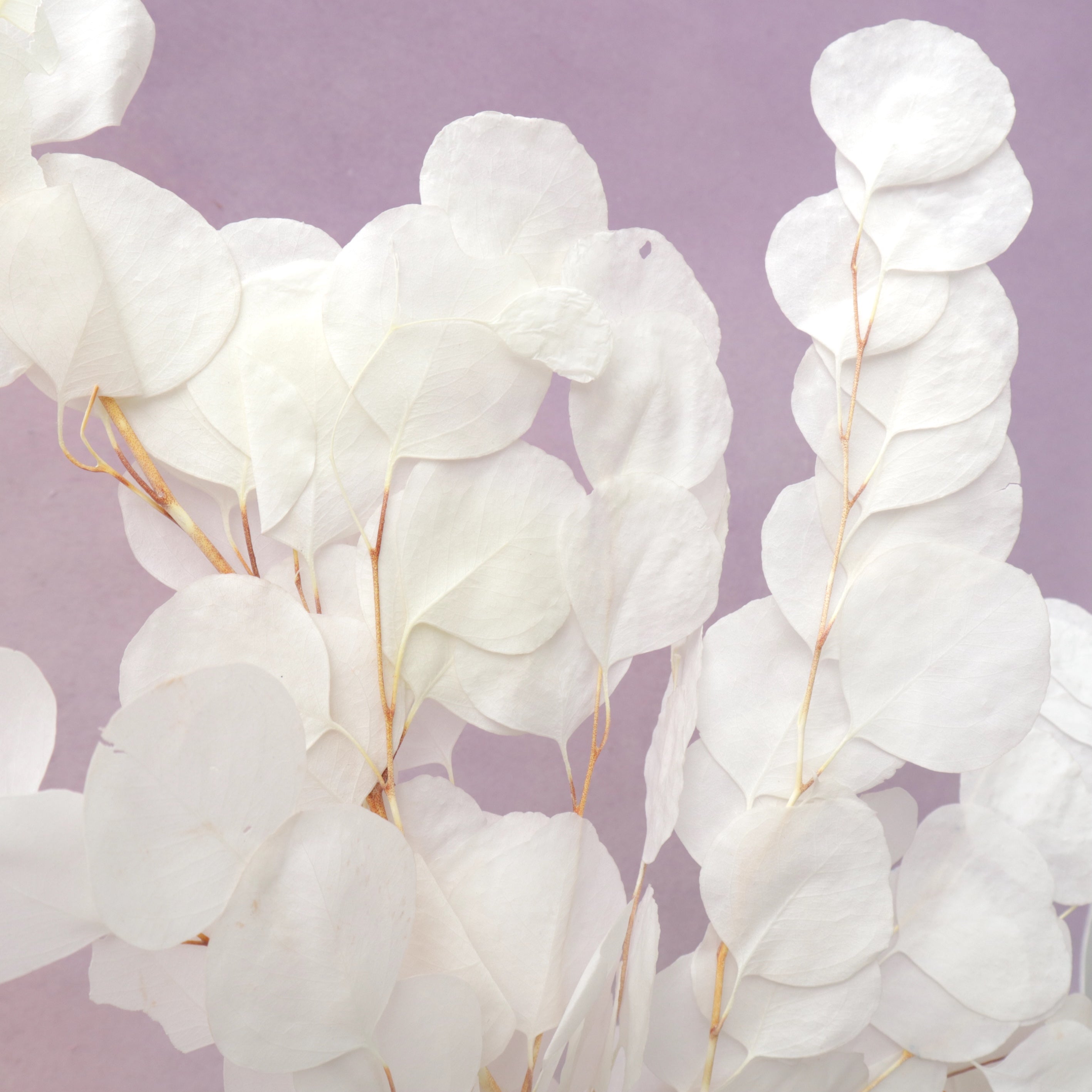 Poly Gum White