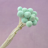 Billy Button Mint