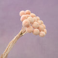 Billy Button Peach