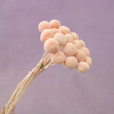 Billy Button Peach