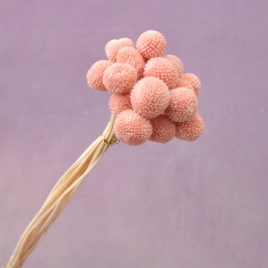 Billy Button Pink