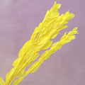 Ruscus Big Leaf Yellow