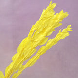 Ruscus Big Leaf Yellow