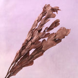 Ruscus Big Leaf Chocolate
