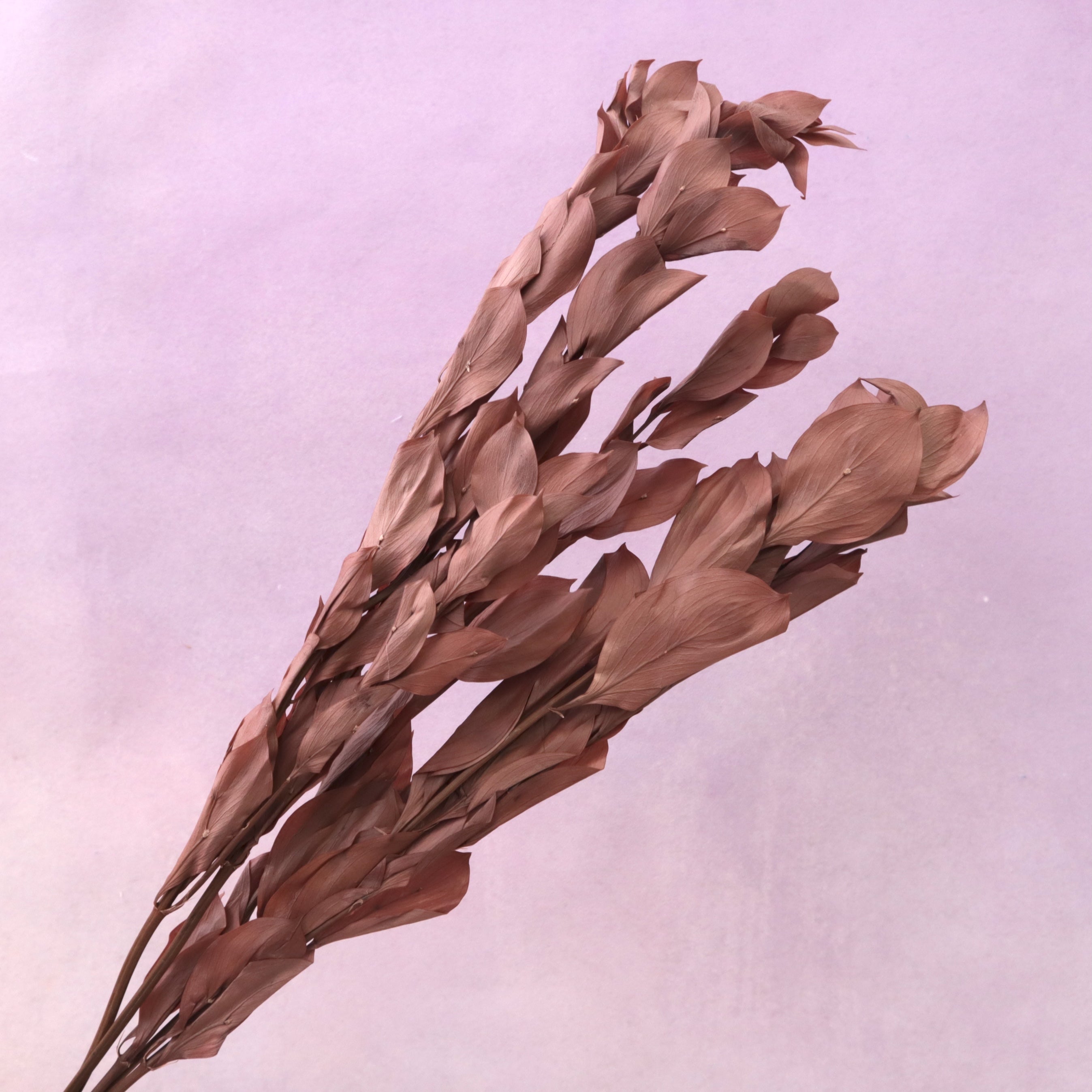Ruscus Big Leaf Chocolate