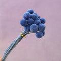 Billy Button Royal Blue