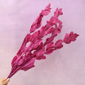 Ruscus Big Leaf Magenta