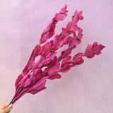 Ruscus Big Leaf Magenta
