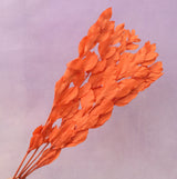 Ruscus Big Leaf Orange