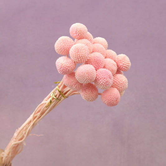 Billy Button Bright Pink