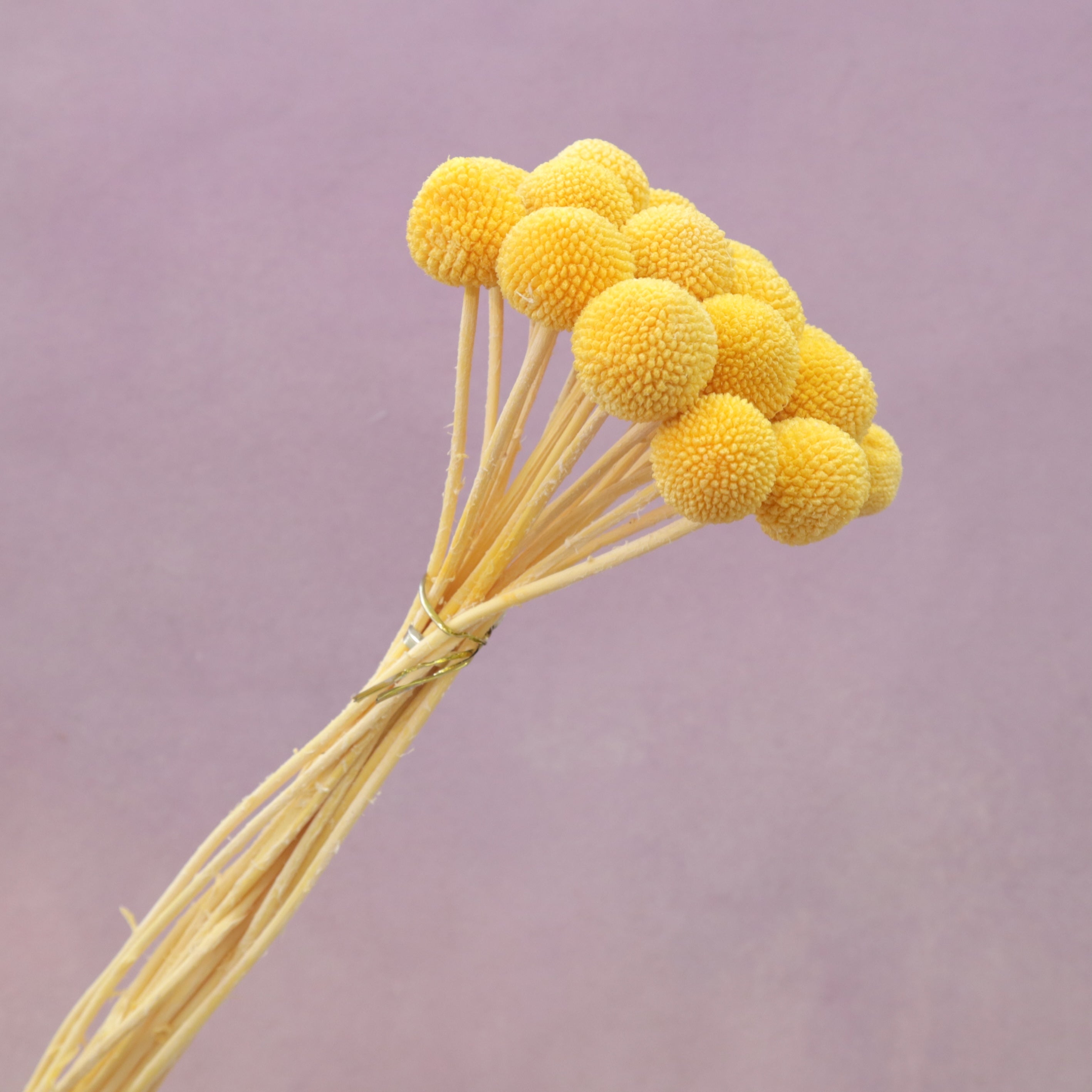 Billy Button Yellow