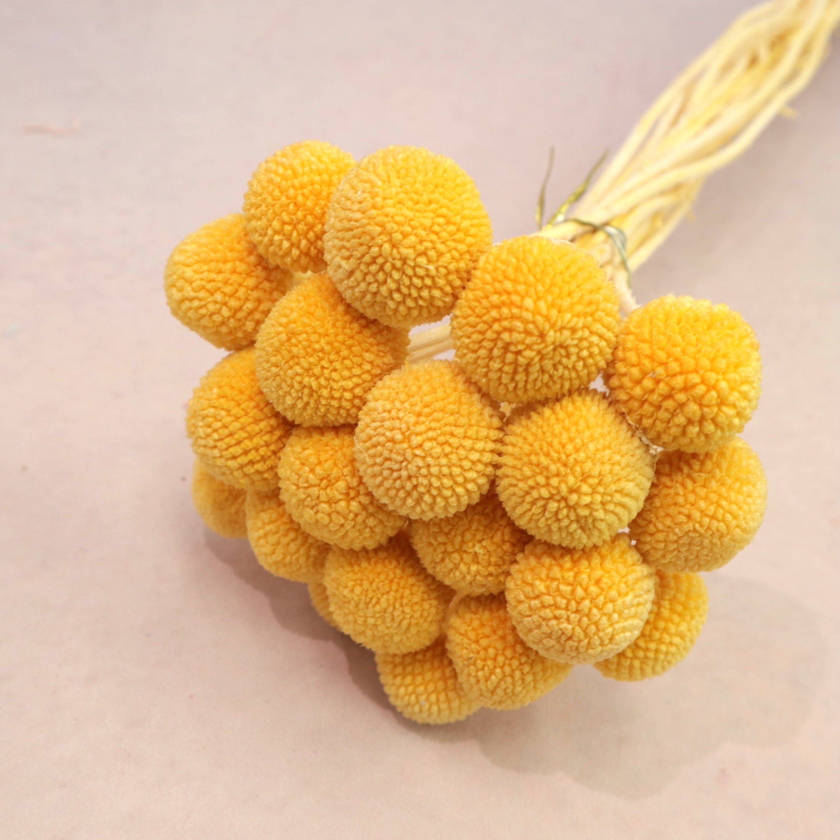 Billy Button Yellow